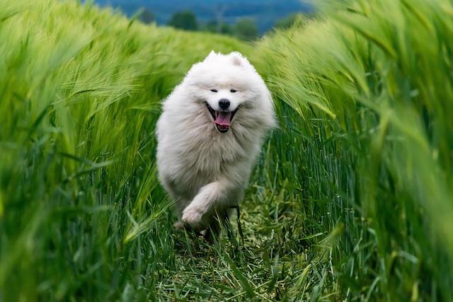 Happy dog running in a field