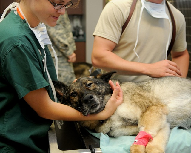 Veterinarian with a dog in a clinic setting