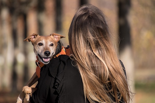 Well-behaved dog sitting patiently with its owner
